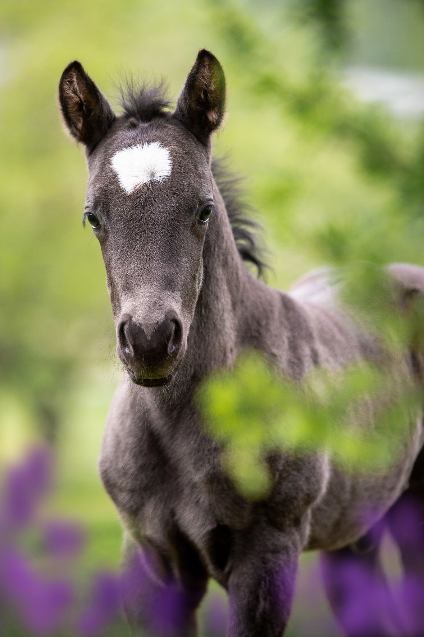 perfect for a foal shoot. It is blooming and greening around us, so the perfect conditions for a foal shoot.